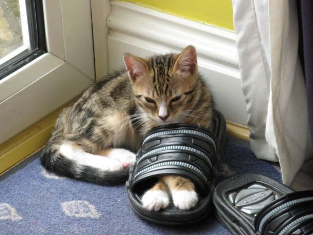 爱游戏官网-现场气氛火爆！球迷欢呼声此起彼伏！，球迷的疯狂举动