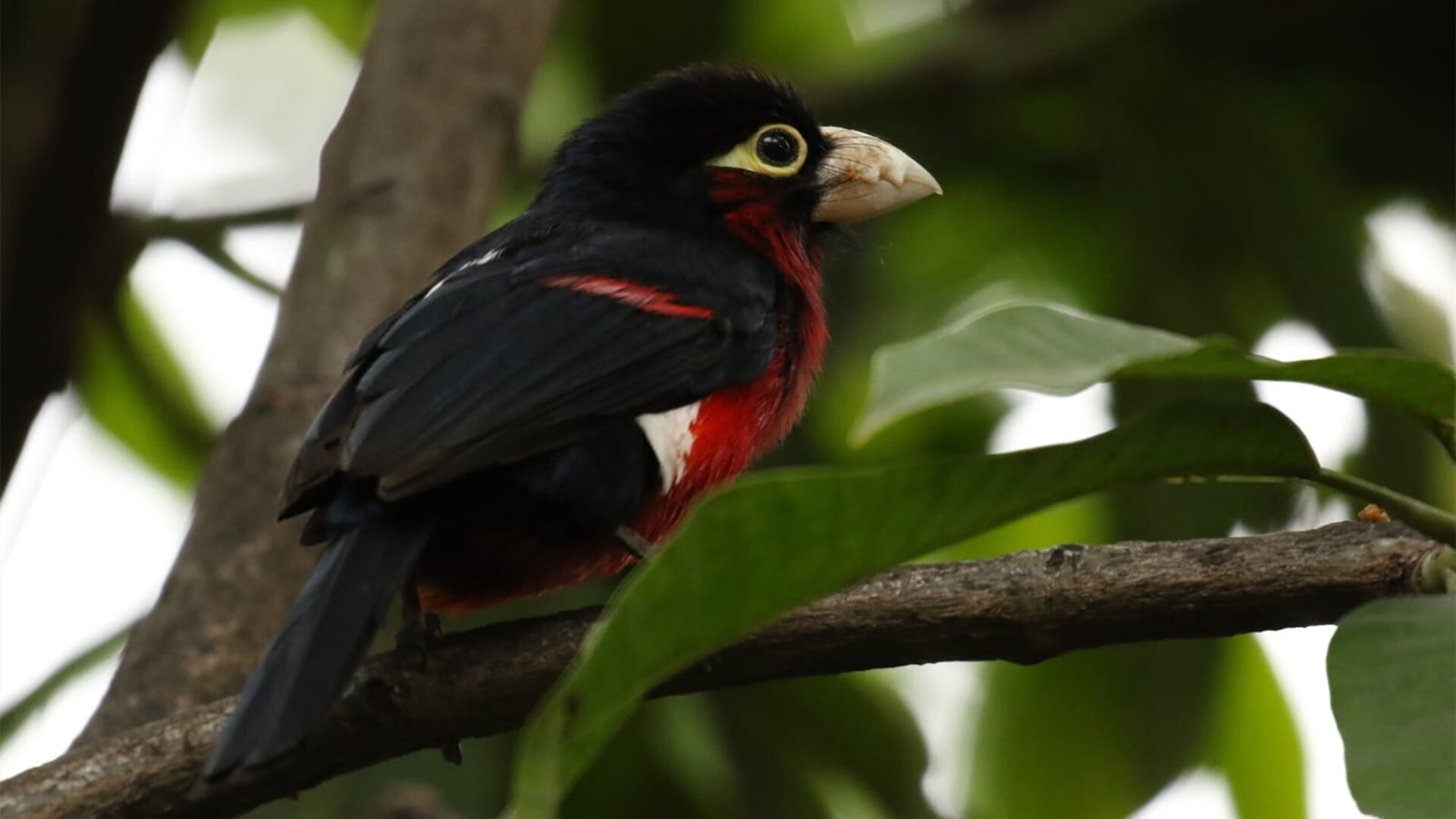 爱游戏官方网站-羽毛球混双新组合崭露头角，未来可期，羽毛球混双是新项目吗
