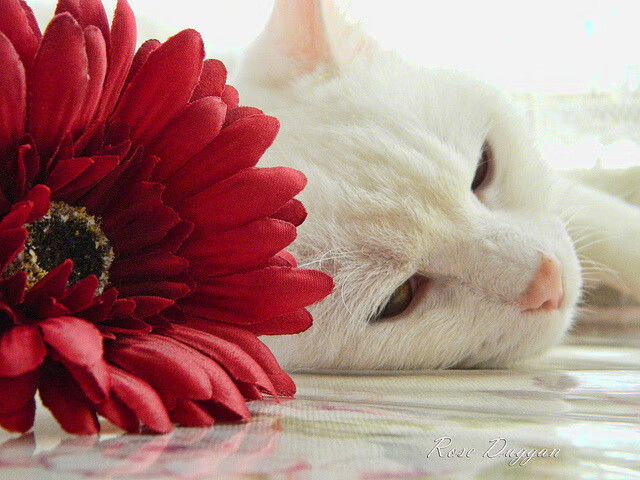 AYX官网-哥伦比亚队在巴黎奥运会比赛中展现出快速反击战术，哥伦比亚奥运冠军