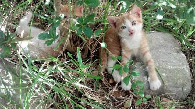 -河南队坚持到最后一刻，最终获得胜利，河南队运动员