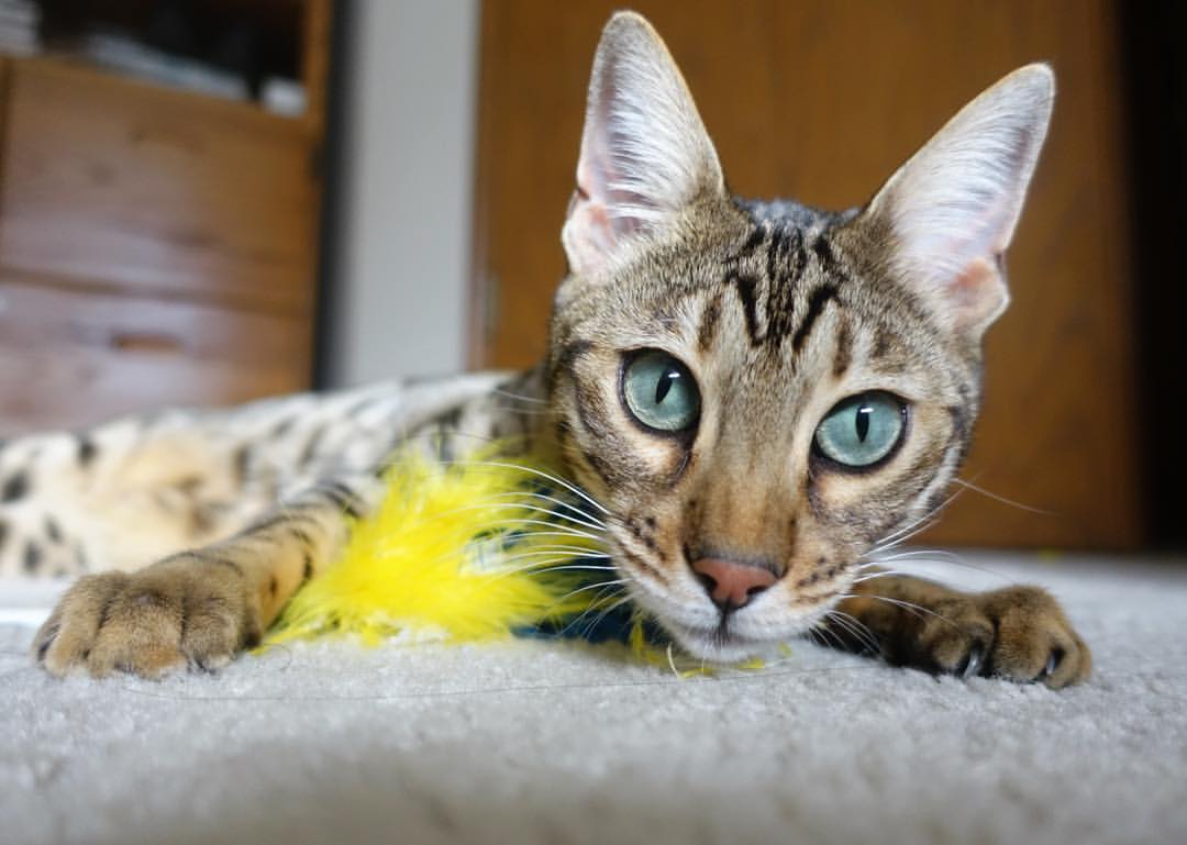 爱游戏在线登录入口-电竞电竞赛事策划全流程管理及多部门协作机制探索，电竞赛事策划是什么意思