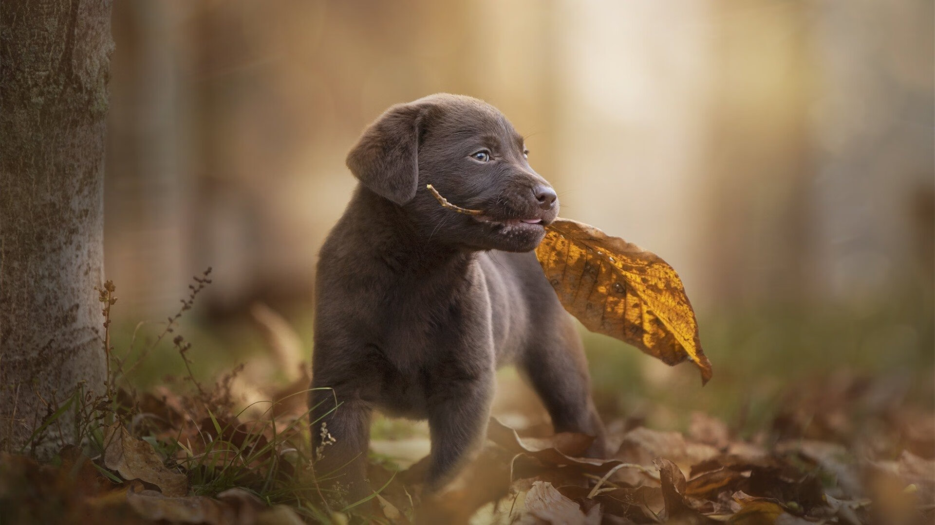爱游戏app下载-电竞城市打造全方位电竞生态圈，电竞城市化