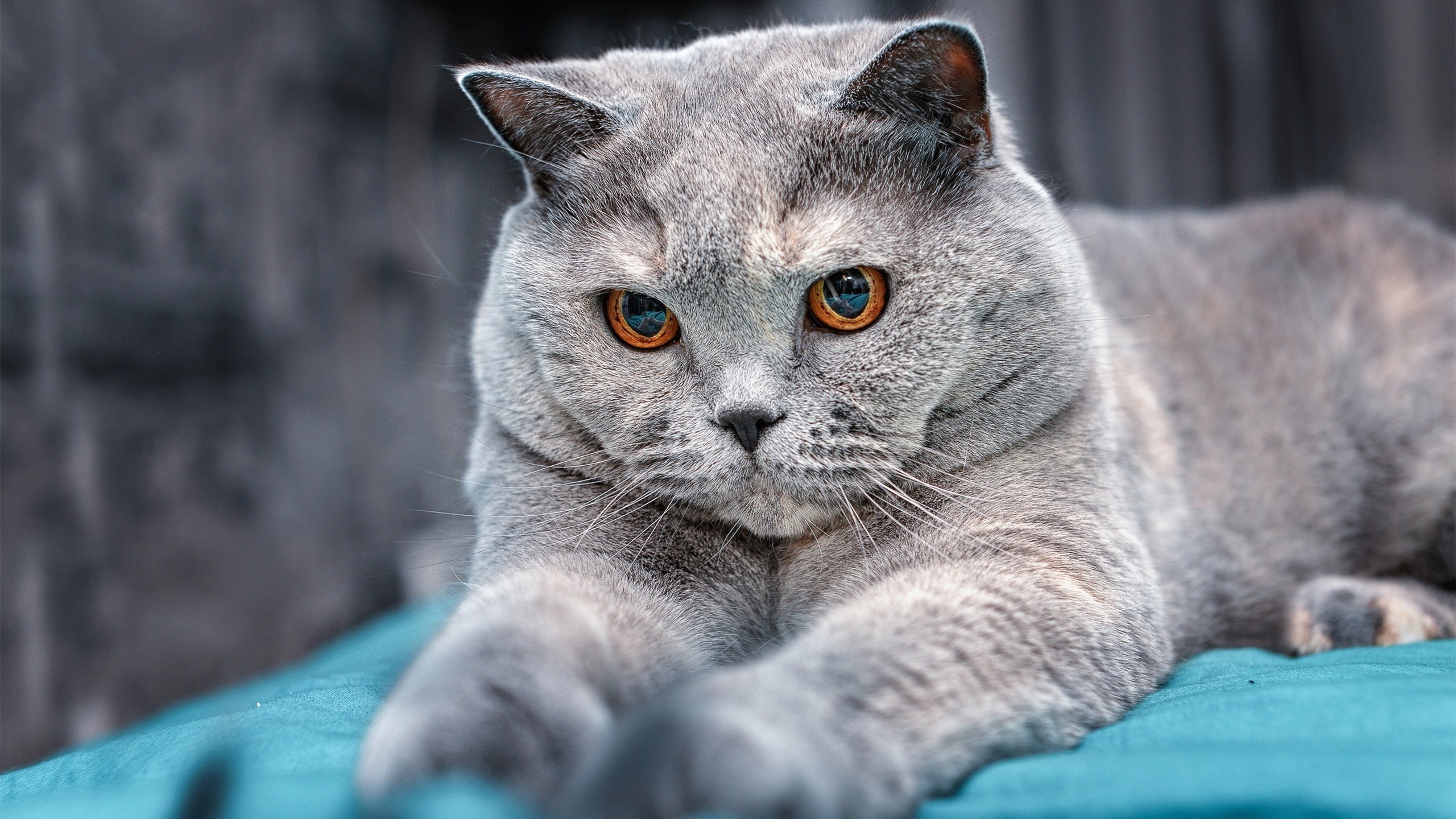 西班牙球员海外效力表现优异,西班牙的球员们完全