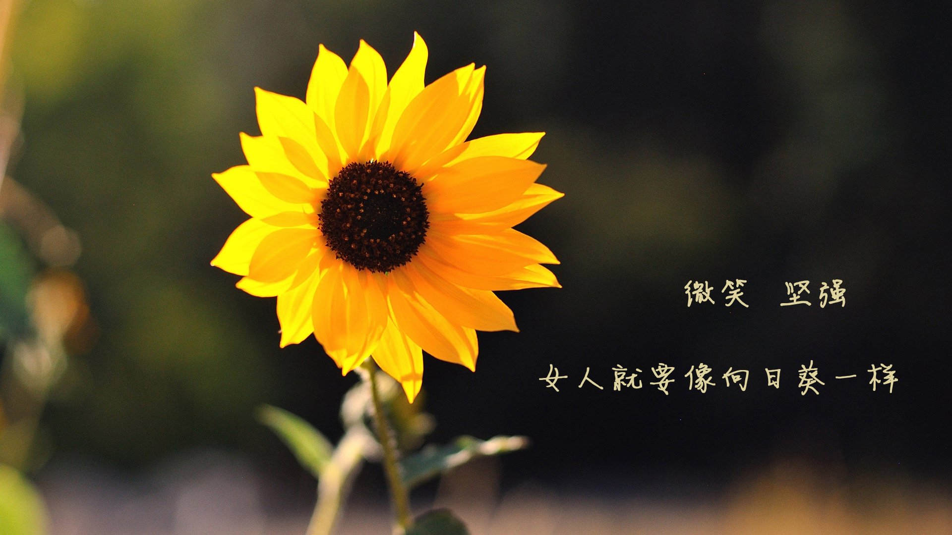 AYX官网-球队物理治疗团队引入运动康复机器人，物理治疗康复治疗技术