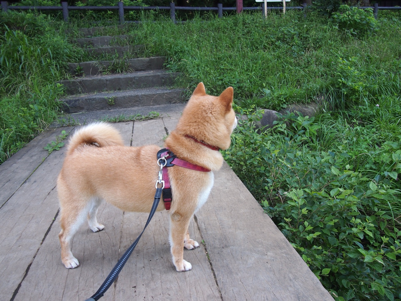 爱游戏体育-青训营引进先进训练设备提升球员技术水平，青训营百度百科